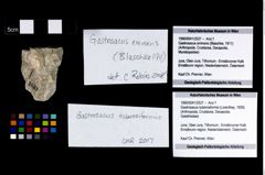 Foto (Objekt + Etikett) von Gastrosacus tuberosiformis (Lorenthey, 1929)  (NHMW-GEO-1990-0041-2527)